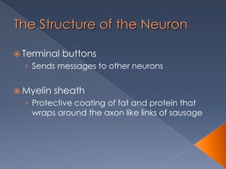 03 neuroscience & behavior | POTX