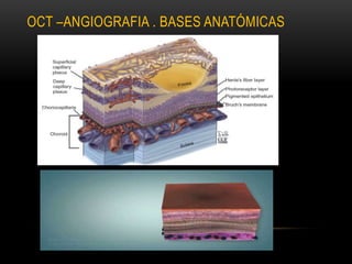 OCT –ANGIOGRAFIA . BASES ANATÓMICAS