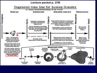 oogenesis | PPT