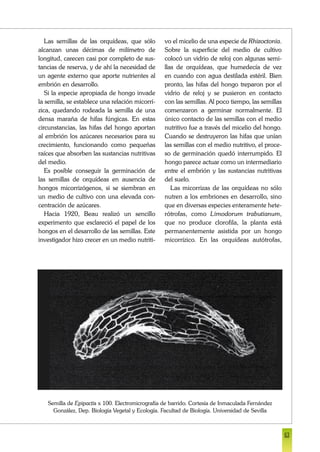 63
Las semillas de las orquídeas, que sólo
alcanzan unas décimas de milímetro de
longitud, carecen casi por completo de sus-
tancias de reserva, y de ahí la necesidad de
un agente externo que aporte nutrientes al
embrión en desarrollo.
Si la especie apropiada de hongo invade
la semilla, se establece una relación micorrí-
zica, quedando rodeada la semilla de una
densa maraña de hifas fúngicas. En estas
circunstancias, las hifas del hongo aportan
al embrión los azúcares necesarios para su
crecimiento, funcionando como pequeñas
raíces que absorben las sustancias nutritivas
del medio.
Es posible conseguir la germinación de
las semillas de orquídeas en ausencia de
hongos micorrizógenos, si se siembran en
un medio de cultivo con una elevada con-
centración de azúcares.
Hacia 1920, Beau realizó un sencillo
experimento que esclareció el papel de los
hongos en el desarrollo de las semillas. Este
investigador hizo crecer en un medio nutriti-
vo el micelio de una especie de Rhizoctonia.
Sobre la superficie del medio de cultivo
colocó un vidrio de reloj con algunas semi-
llas de orquídeas, que humedecía de vez
en cuando con agua destilada estéril. Bien
pronto, las hifas del hongo treparon por el
vidrio de reloj y se pusieron en contacto
con las semillas. Al poco tiempo, las semillas
comenzaron a germinar normalmente. El
único contacto de las semillas con el medio
nutritivo fue a través del micelio del hongo.
Cuando se destruyeron las hifas que unían
las semillas con el medio nutritivo, el proce-
so de germinación quedó interrumpido. El
hongo parece actuar como un intermediario
entre el embrión y las sustancias nutritivas
del suelo.
Las micorrizas de las orquídeas no sólo
nutren a los embriones en desarrollo, sino
que en diversas especies enteramente hete-
rótrofas, como Limodorum trabutianum,
que no produce clorofila, la planta está
permanentemente asistida por un hongo
micorrízico. En las orquídeas autótrofas,
Semilla de Epipactis x 100. Electromicrografía de barrido. Cortesía de Inmaculada Fernández
González, Dep. Biología Vegetal y Ecología. Facultad de Biología. Universidad de Sevilla
 