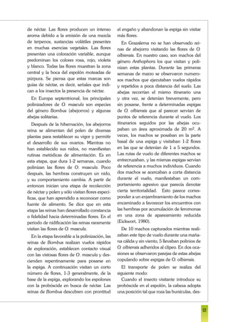 de néctar. Las flores producen un intenso
aroma debido a la emisión de una mezcla
de terpenos, sustancias volátiles presentes
en muchas esencias vegetales. Las flores
presentan una coloración variable, aunque
predominan los colores rosa, rojo, violeta
y blanco. Todas las flores muestran la zona
central y la boca del espolón moteadas de
púrpura. Se piensa que estas marcas son
guías de néctar, es decir, señales que indi-
can a los insectos la presencia de néctar.
En Europa septentrional, los principales
polinizadores de O. mascula son especies
del género Bombus (abejorros) y algunas
abejas solitarias.
Después de la hibernación, los abejorros
reina se alimentan del polen de diversas
plantas para restablecer su vigor y permitir
el desarrollo de sus ovarios. Mientras no
han establecido sus nidos, no manifiestan
rutinas metódicas de alimentación. Es en
esta etapa, que dura 1-2 semanas, cuando
polinizan las flores de O. mascula. Poco
después, las hembras construyen un nido,
y su comportamiento cambia. A partir de
entonces inician una etapa de recolección
de néctar y polen y sólo visitan flores especí-
ficas, que han aprendido a reconocer como
fuente de alimento. Se dice que en esta
etapa las reinas han desarrollado constancia
o fidelidad hacia determinadas flores. En el
periodo de nidificación las reinas raramente
visitan las flores de O. mascula.
En la etapa favorable a la polinización, las
reinas de Bombus realizan vuelos rápidos
de exploración, establecen contacto visual
con las vistosas flores de O. mascula y des-
cienden repentinamente para posarse en
la espiga. A continuación visitan un corto
número de flores, 1-3 generalmente, de la
base de la espiga, explorando los espolones
con la probóscide en busca de néctar. Las
reinas de Bombus descubren con prontitud
el engaño y abandonan la espiga sin visitar
más flores.
En Grazalema no se han observado rei-
nas de abejorro visitando las flores de O.
olbiensis. En nuestro caso, son machos del
género Anthophora los que visitan y poli-
nizan estas plantas. Durante las primeras
semanas de marzo se observaron numero-
sos machos que ejecutaban vuelos rápidos
y repetidos a poca distancia del suelo. Las
abejas recorrían el mismo itinerario una
y otra vez, se detenían brevemente, pero
sin posarse, frente a determinadas espigas
de O. olbiensis que al parecer servían de
puntos de referencia durante el vuelo. Los
itinerarios seguidos por las abejas ocu-
paban un área aproximada de 20 m2. A
veces, los machos se posaban en la parte
basal de una espiga y visitaban 1-2 flores
en las que se detenían de 1 a 5 segundos.
Las rutas de vuelo de diferentes machos se
entrecruzaban, y las mismas espigas servían
de referencia a muchos individuos. Cuando
dos machos se acercaban a corta distancia
durante el vuelo, manifestaban un com-
portamiento agresivo que parecía denotar
cierta territorialidad. Esto parece corres-
ponder a un enjambramiento de los machos
encaminado a favorecer los encuentros con
las hembras por acumulación de feromonas
en una zona de apareamiento reducida
(Eickwort, 1980).
De 10 machos capturados mientras reali-
zaban este tipo de vuelo durante una maña-
na cálida y sin viento, 5 llevaban polinios de
O. olbiensis adheridos al clípeo. En dos oca-
siones se observaron parejas de estas abejas
copulando sobre espigas de O. olbiensis.
El transporte de polen se realiza del
siguiente modo:
Cuando el insecto visitante introduce su
probóscide en el espolón, la cabeza adopta
una posición tal que roza las bursículas, des-
69
 