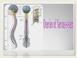 Overview of  Nervous system  