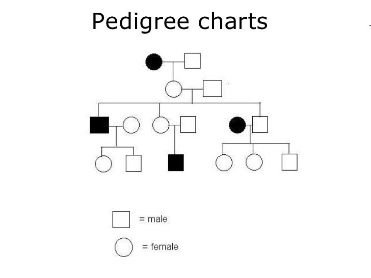 A Pedigree Is A Chart That Shows