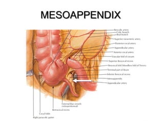 Comprehensive Anatomy and Development of the Peritoneum and Its ...