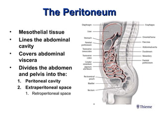 Comprehensive Anatomy and Development of the Peritoneum and Its ...