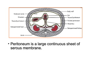 Comprehensive Anatomy and Development of the Peritoneum and Its ...