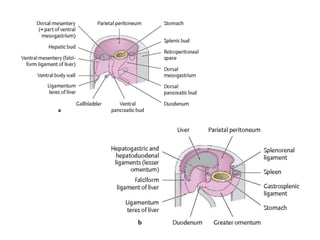 Comprehensive Anatomy and Development of the Peritoneum and Its ...