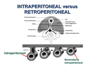 Comprehensive Anatomy and Development of the Peritoneum and Its ...