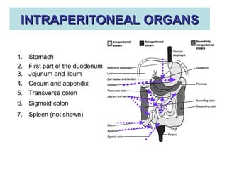 Intraperitoneale Comprehensive Anatomy and Development of the Peritoneum and Its ...