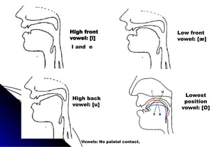 High front
vowel: [i]
I and e
Low front
vowel: [æ]
High back
vowel: [u]
Vowels: No palatal contact.
Lowest
position
vowel: [O]
 