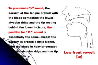 Low front vowel:
[æ]
To pronounce “a” sound, the
dorsum of the tongue arched with
the blade contacting the lower
alveolar ridge and the tip resting
behind the lower incisors, the
position for “ E ” sound is
essentially the same, except the
dorsum is arched a little higher,
with the blade in heavier contact
with the alveolar ridge and the tip
raised slightly.
 
