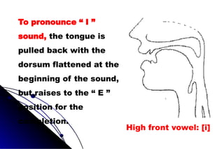 To pronounce “ I ”
sound, the tongue is
pulled back with the
dorsum flattened at the
beginning of the sound,
but raises to the “ E ”
position for the
completion.
High front vowel: [i]
 