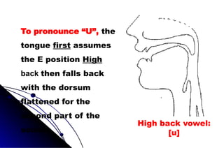 To pronounce “U”, the
tongue first assumes
the E position High
back then falls back
with the dorsum
flattened for the
second part of the
sound.
High back vowel:
[u]
 