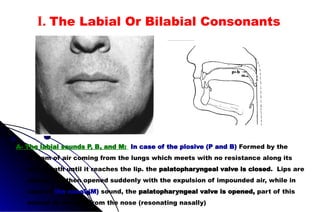 A- The labial sounds P, B, and M: In case of the plosive (P and B) Formed by the
stream of air coming from the lungs which meets with no resistance along its
entire path until it reaches the lip. the palatopharyngeal valve is closed. Lips are
closed and then opened suddenly with the expulsion of impounded air, while in
case of the nasal (M) sound, the palatopharyngeal valve is opened, part of this
voiced air escape from the nose (resonating nasally)
I. The Labial Or Bilabial Consonants
 