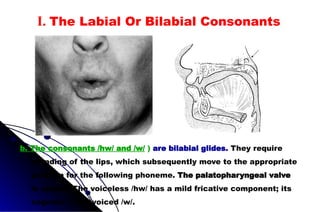 b. The consonants /hw/ and /w/ ) are bilabial glides. They require
rounding of the lips, which subsequently move to the appropriate
position for the following phoneme. The palatopharyngeal valve
is closed. The voiceless /hw/ has a mild fricative component; its
cognate is the voiced /w/.
I. The Labial Or Bilabial Consonants
 