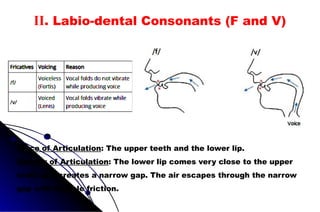 II. Labio-dental Consonants (F and V)
Place of Articulation: The upper teeth and the lower lip.
Manner of Articulation: The lower lip comes very close to the upper
teeth and creates a narrow gap. The air escapes through the narrow
gap with audible friction.
 