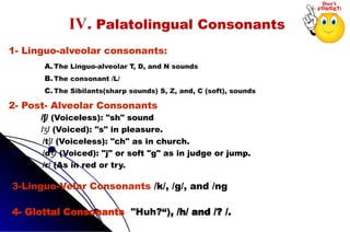 A. The Linguo-alveolar T, D, and N sounds
B.The consonant /L/
C.The Sibilants(sharp sounds) S, Z, and, C (soft), sounds
1- Linguo-alveolar consonants:
IV. Palatolingual Consonants
/ /
ʃ (Voiceless): "sh" sound
/ / (Voiced): "s" in pleasure.
ʒ
/t / (Voiceless): "ch" as in church.
ʃ
/d / (Voiced): "j" or soft "g" as in judge or jump.
ʒ
/r/ (As in red or try.
2- Post- Alveolar Consonants
3-Linguo-Velar Consonants /k/, /g/, and /ng
4- Glottal Consonants "Huh?“), /h/ and /? /.
 