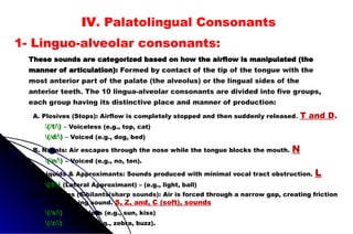 These sounds are categorized based on how the airflow is manipulated (the
manner of articulation): Formed by contact of the tip of the tongue with the
most anterior part of the palate (the alveolus) or the lingual sides of the
anterior teeth. The 10 lingua-alveolar consonants are divided into five groups,
each group having its distinctive place and manner of production:
1- Linguo-alveolar consonants:
IV. Palatolingual Consonants
A. Plosives (Stops): Airflow is completely stopped and then suddenly released. T and D.
(/t/) – Voiceless (e.g., top, cat)
(/d/) – Voiced (e.g., dog, bed)
B. Nasals: Air escapes through the nose while the tongue blocks the mouth. N
(/n/) – Voiced (e.g., no, ten).
C. Liquids & Approximants: Sounds produced with minimal vocal tract obstruction. L
(/l/) (Lateral Approximant) – (e.g., light, ball)
D. Fricatives (Sibilants(sharp sounds): Air is forced through a narrow gap, creating friction
and a hissing sound. S, Z, and, C (soft), sounds
(/s/) – Voiceless (e.g., sun, kiss)
(/z/) – Voiced (e.g., zebra, buzz).
 
