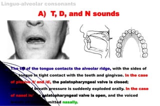 The tip of the tongue contacts the alveolar ridge, with the sides of
the tongue in tight contact with the teeth and gingivae. In the case
of plosive /t/ and /d/, the palatopharyngeal valve is closed;
impounded breath pressure is suddenly exploded orally. In the case
of nasel /n/ the palatopharyngeal valve is open, and the voiced
breath stream is emitted nasally.
Linguo-alveolar consonants
A) T, D, and N sounds
 