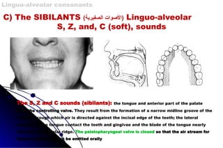 C) The SIBILANTS (‫الصفيرية‬ ‫)األصوات‬ Linguo-alveolar
S, Z, and, C (soft), sounds
The S, Z and C sounds (sibilants): the tongue and anterior part of the palate
form the controlling valve. They result from the formation of a narrow midline groove of the
tongue through which air is directed against the incisal edge of the teeth; the lateral
margins of the tongue contact the teeth and gingivae and the blade of the tongue nearly
touches the alveolar ridge. The palatopharyngeal valve is closed so that the air stream for
these continuants can be emitted orally
Linguo-alveolar consonants
 