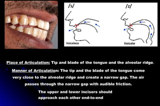 Manner of Articulation: The tip and the blade of the tongue come
very close to the alveolar ridge and create a narrow gap. The air
passes through the narrow gap with audible friction.
The upper and lower incisors should
approach each other end-to-end
Voiceless Voicele
Place of Articulation: Tip and blade of the tongue and the alveolar ridge.
 