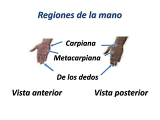 Regiones de la mano
Vista anterior Vista posterior
Carpiana
Metacarpiana
De los dedos
 