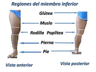 Regiones del miembro inferior
Glútea
Vista anterior Vista posterior
Muslo
Rodilla Poplítea
Pierna
Pie
 
