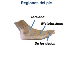 Regiones del pie
Tarsiana
Metatarsiana
De los dedos
 