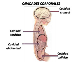 CAVIDADES CORPORALES
Cavidad
craneal
Cavidad
pélvica
Cavidad
abdominal
Cavidad
torácica
 