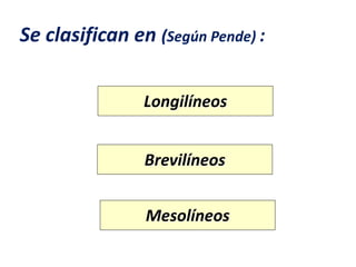 Se clasifican en (Según Pende) :
Longilíneos
Mesolíneos
Brevilíneos
 