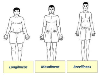 Longilíneos Mesolíneos Brevilíneos
 