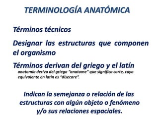 TERMINOLOGÍA ANATÓMICA
Indican la semejanza o relación de las
estructuras con algún objeto o fenómeno
y/o sus relaciones espaciales.
Términos técnicos
Designar las estructuras que componen
el organismo
Términos derivan del griego y el latín
anatomía deriva del griego “anatome” que significa corte, cuyo
equivalente en latín es “disecare”.
 