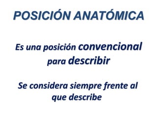 POSICIÓN ANATÓMICA
Es una posición convencional
para describir
Se considera siempre frente al
que describe
 