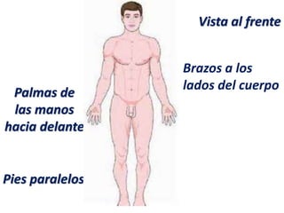 Vista al frente
Pies paralelos
Brazos a los
lados del cuerpo
Palmas de
las manos
hacia delante
 