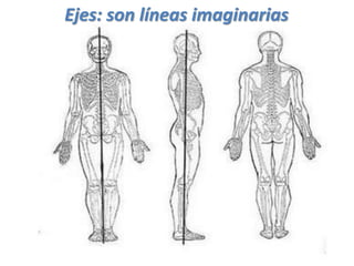 Ejes: son líneas imaginarias
 
