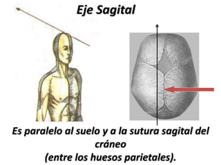 Es paralelo al suelo y a la sutura sagital del
cráneo
(entre los huesos parietales).
Eje Sagital
 