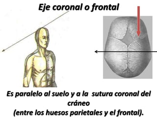 Es paralelo al suelo y a la sutura coronal del
cráneo
(entre los huesos parietales y el frontal).
Eje coronal o frontal
 