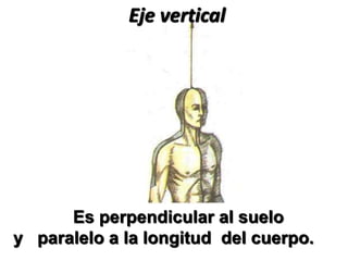 Es perpendicular al suelo
y paralelo a la longitud del cuerpo.
Eje vertical
 