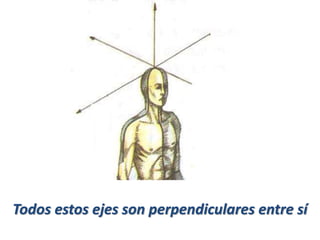 Todos estos ejes son perpendiculares entre sí
 