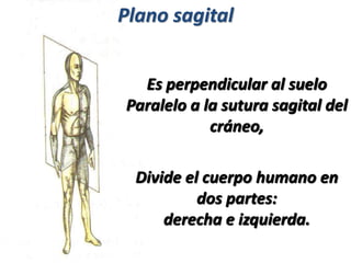 Divide el cuerpo humano en
dos partes:
derecha e izquierda.
Plano sagital
Es perpendicular al suelo
Paralelo a la sutura sagital del
cráneo,
 