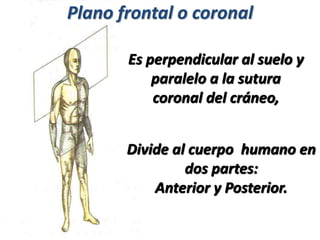 Plano frontal o coronal
Divide al cuerpo humano en
dos partes:
Anterior y Posterior.
Es perpendicular al suelo y
paralelo a la sutura
coronal del cráneo,
 