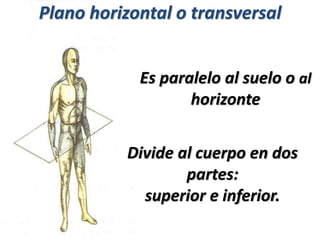 Es paralelo al suelo o al
horizonte
Plano horizontal o transversal
Divide al cuerpo en dos
partes:
superior e inferior.
 