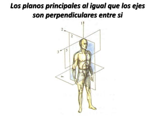 Los planos principales al igual que los ejes
son perpendiculares entre si
 
