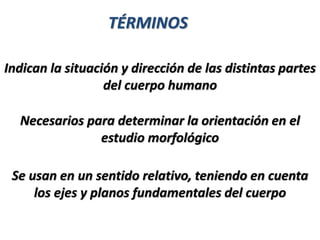 TÉRMINOS
Indican la situación y dirección de las distintas partes
del cuerpo humano
Necesarios para determinar la orientación en el
estudio morfológico
Se usan en un sentido relativo, teniendo en cuenta
los ejes y planos fundamentales del cuerpo
 