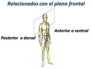 Anterior o ventral
Relacionados con el plano frontal
Posterior o dorsal
 