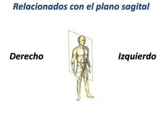 Derecho
Relacionados con el plano sagital
Izquierdo
 