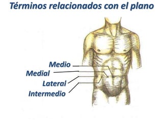 Términos relacionados con el plano
medio
Medial
Medio
Lateral
Intermedio
 