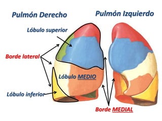 Pulmón Derecho Pulmón Izquierdo
Lóbulo superior
Lóbulo inferior
Lóbulo MEDIO
Borde lateral
Borde MEDIAL
 
