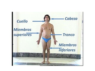Cabeza
Cuello
Tronco
Miembros
superiores
Miembros
inferiores
 