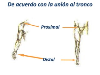De acuerdo con la unión al tronco
Proximal
Distal
 